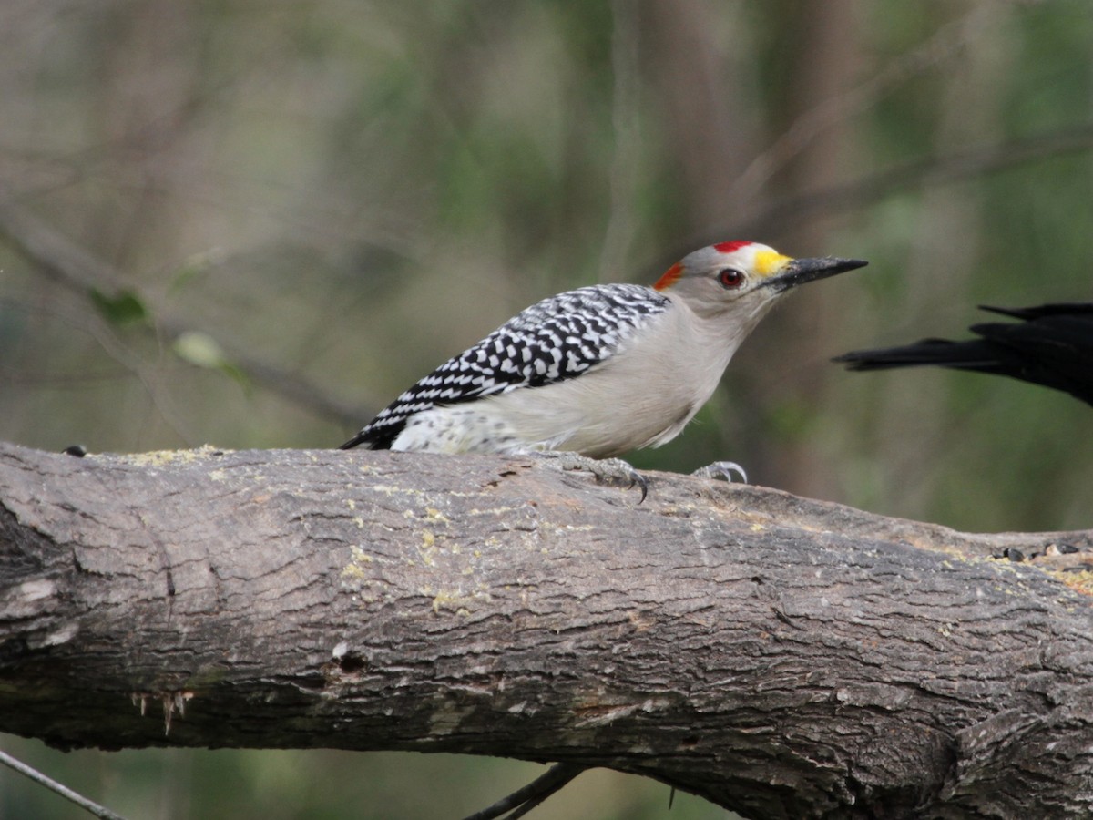 Golden-fronted Woodpecker - Maria Smith