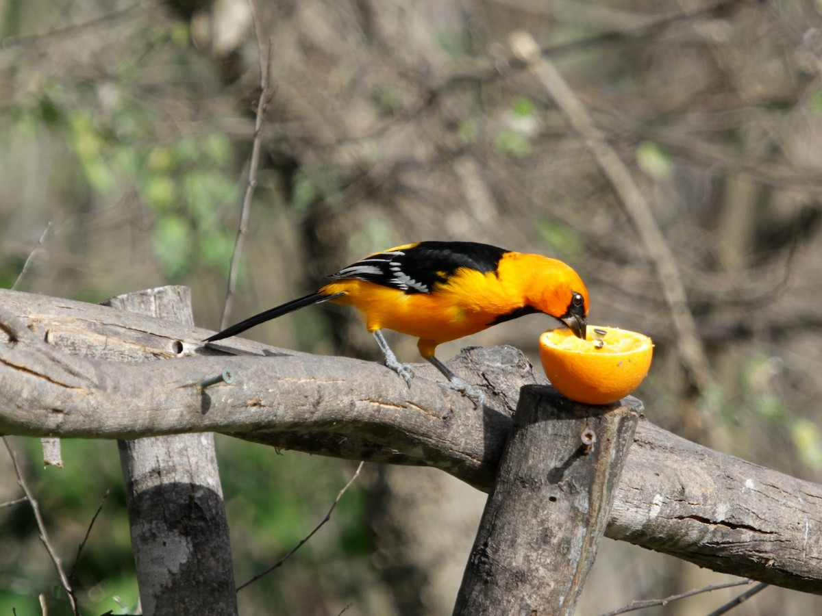 Oriole à gros bec - ML405725681