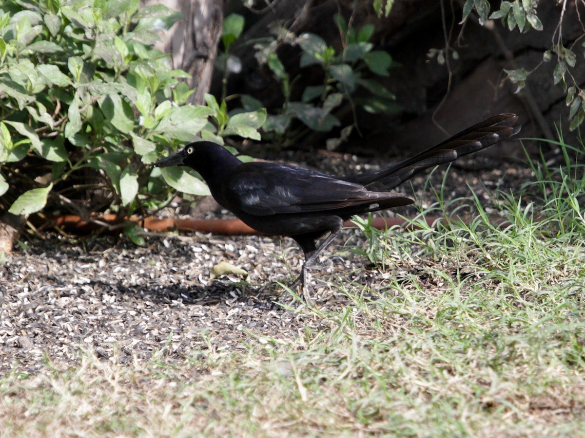 Great-tailed Grackle - Maria Smith