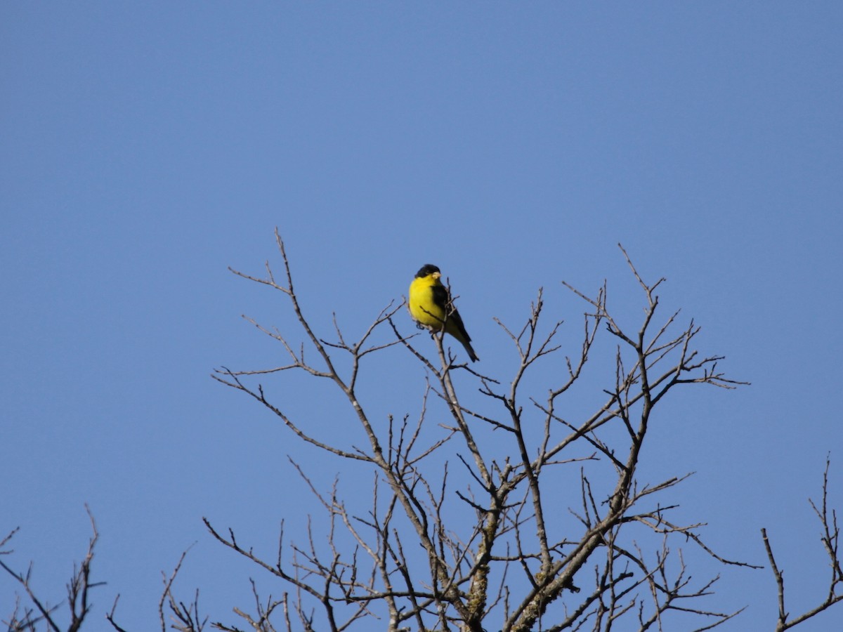 Lesser Goldfinch - Maria Smith