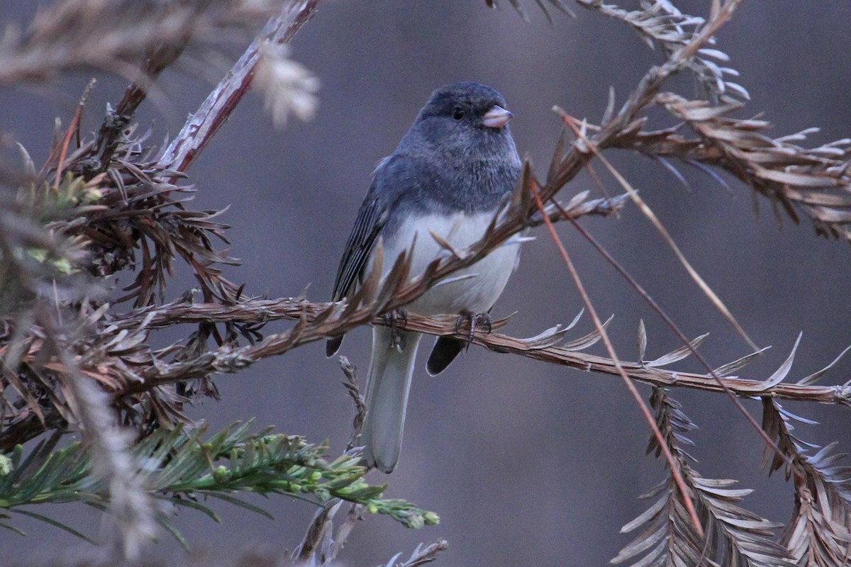 Junco ardoisé (hyemalis/carolinensis) - ML40572671