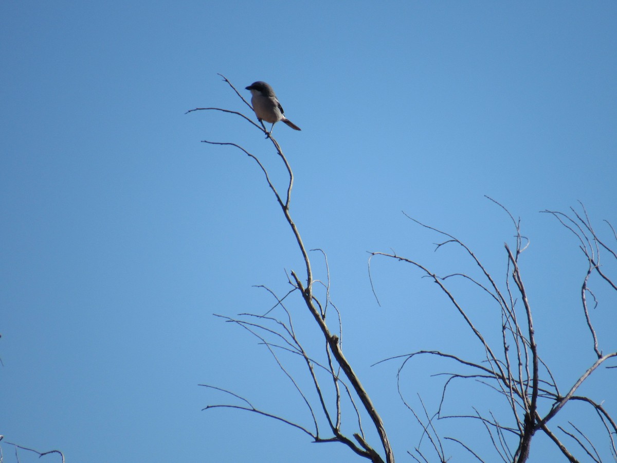 Loggerhead Shrike - ML405727421