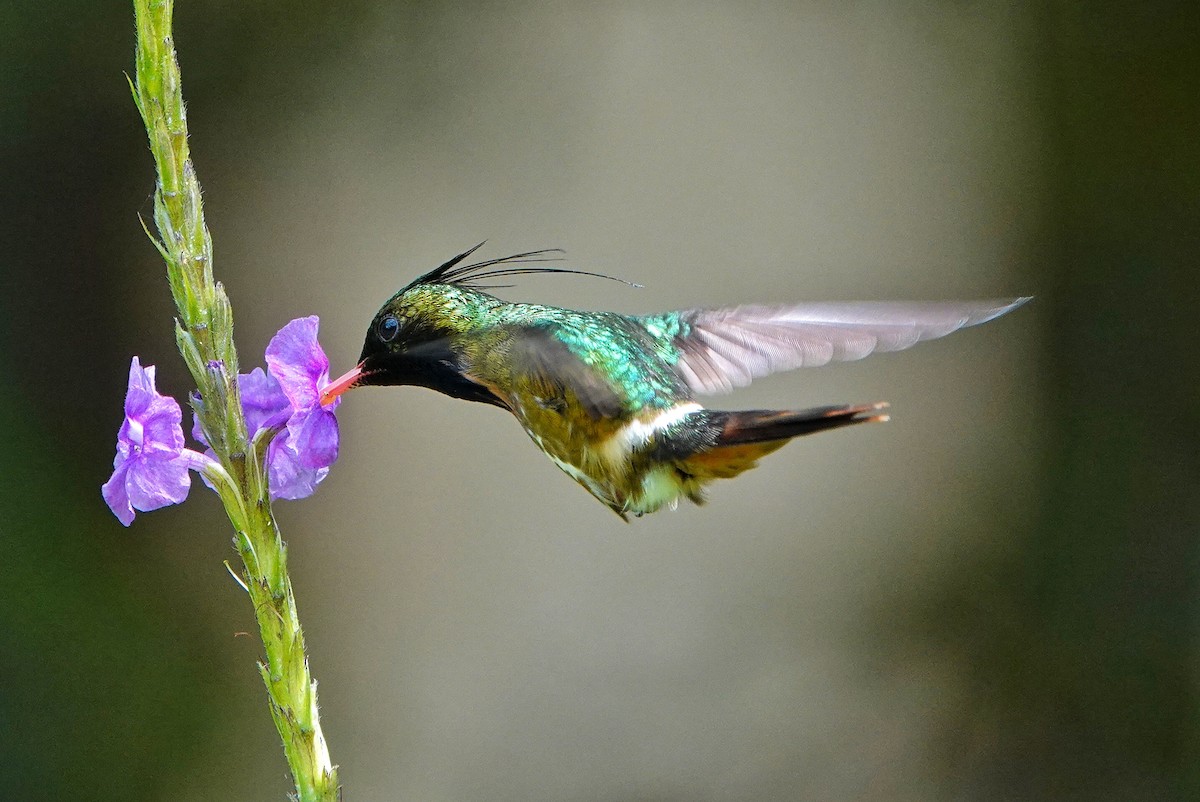 Black-crested Coquette - ML405728641