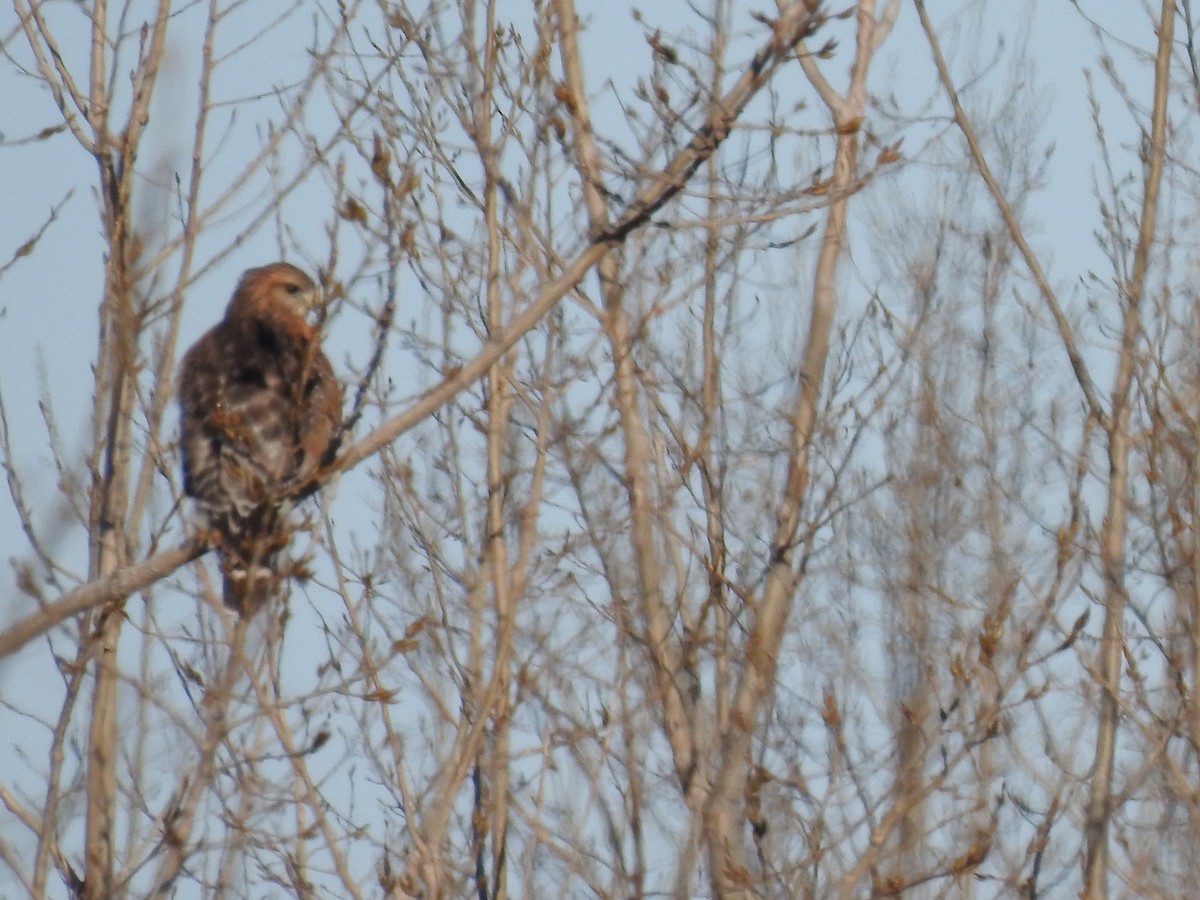 Red-shouldered Hawk - ML405729201