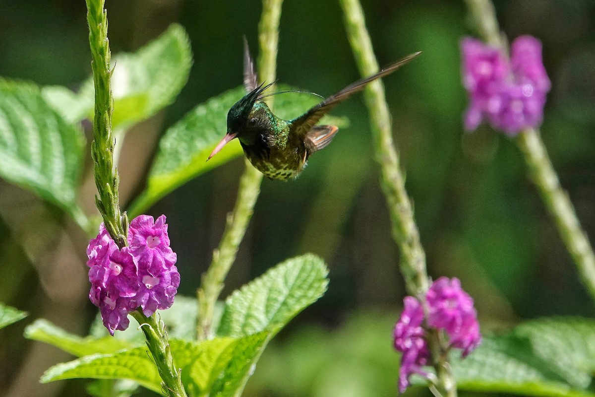 Black-crested Coquette - ML405729231