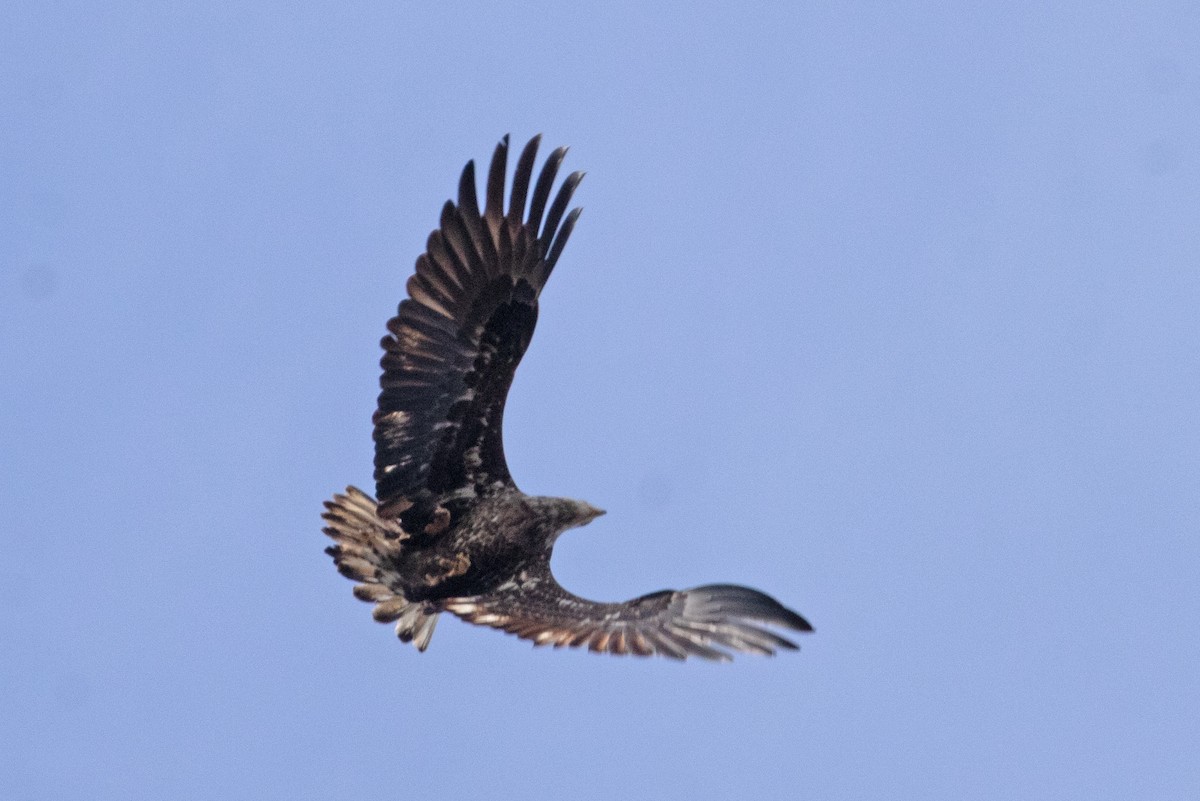 Bald Eagle - ML405732171