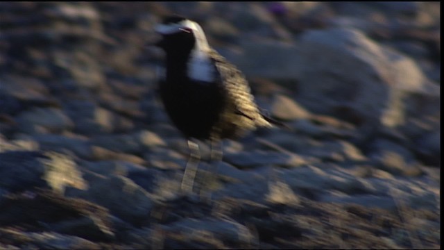 American Golden-Plover - ML405734