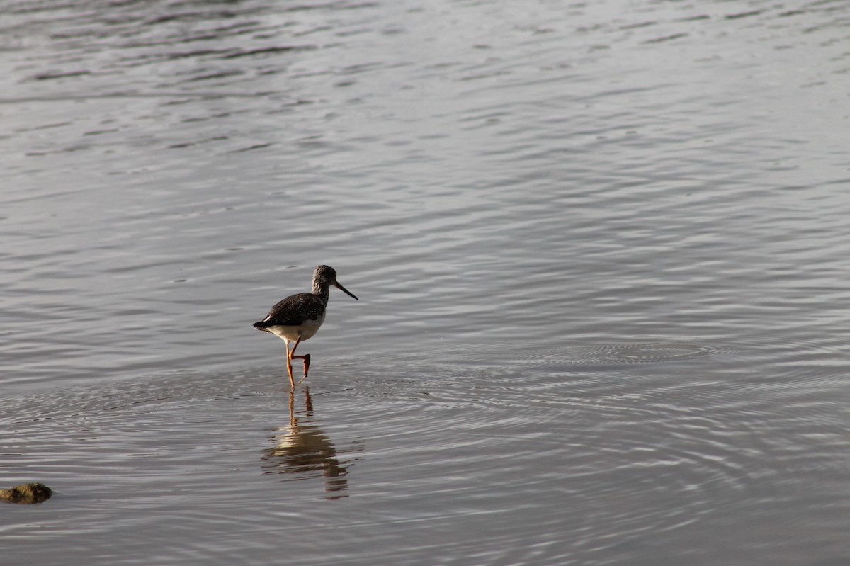 Greater Yellowlegs - ML405734301