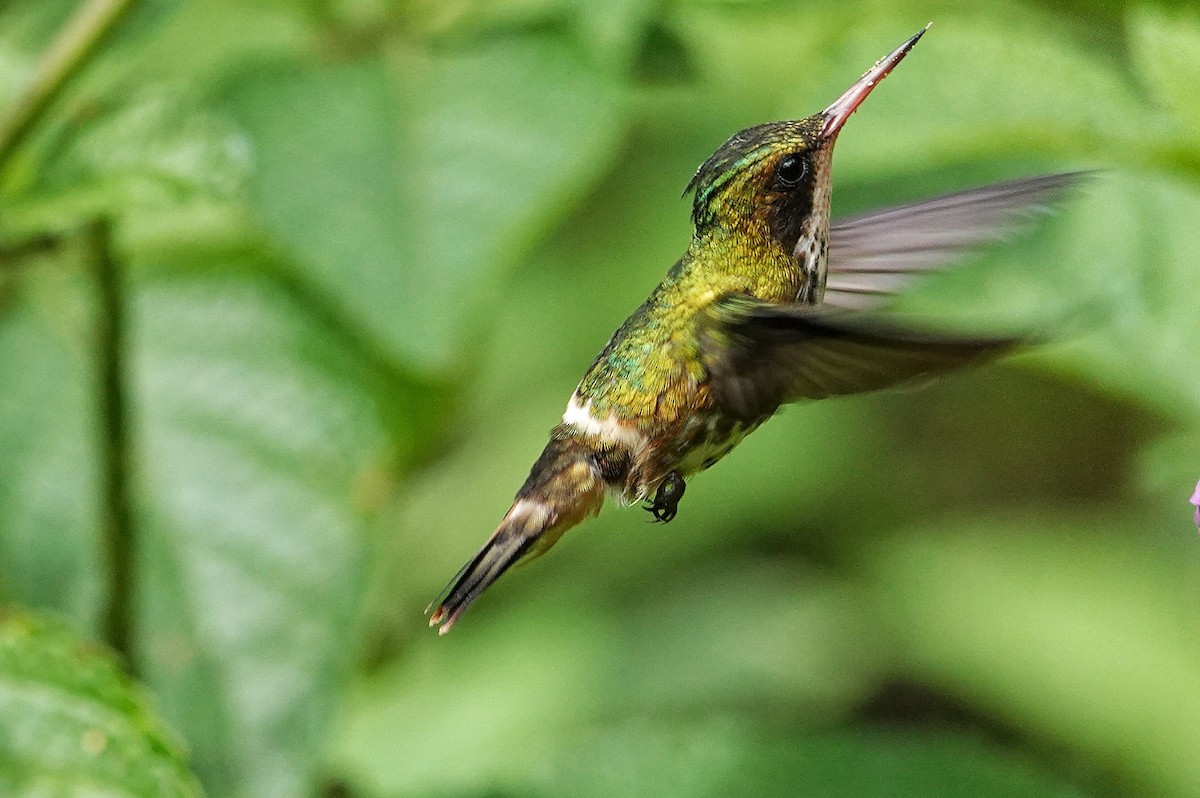 Black-crested Coquette - ML405734421