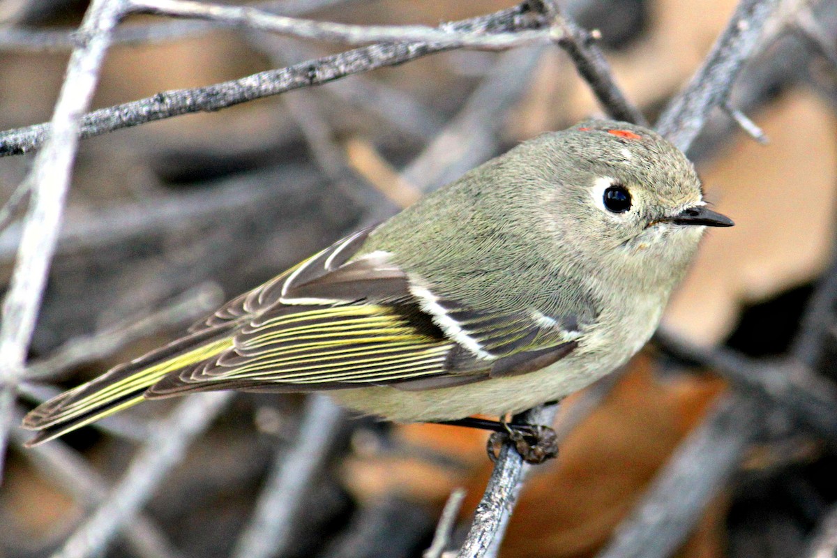 Ruby-crowned Kinglet - ML40573481