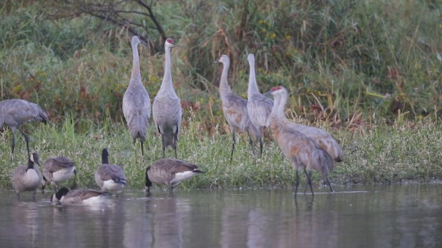 Sandhill Crane - ML405737261