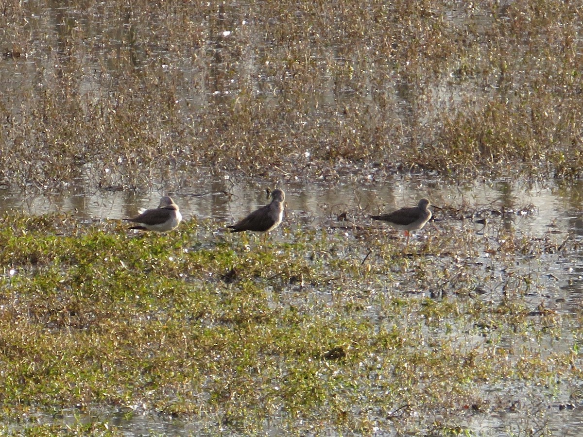 Greater Yellowlegs - ML405739701