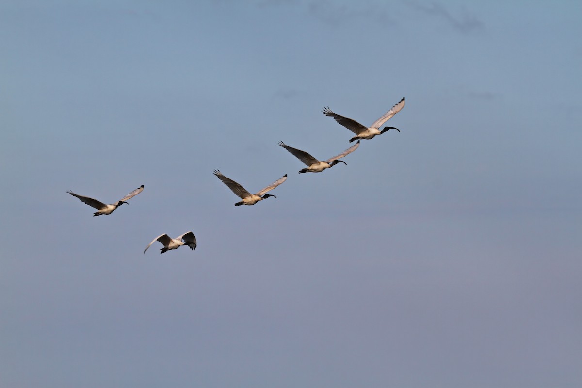Australian Ibis - ML405744181