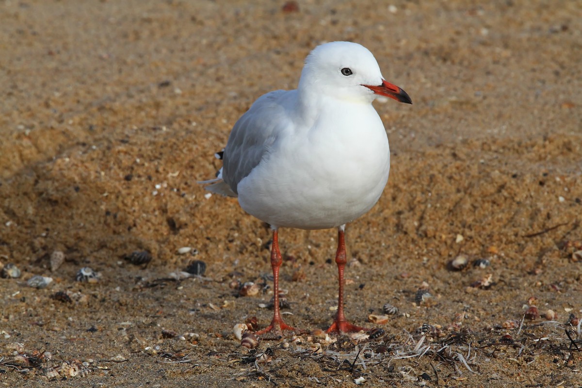 Silver Gull - ML405744391