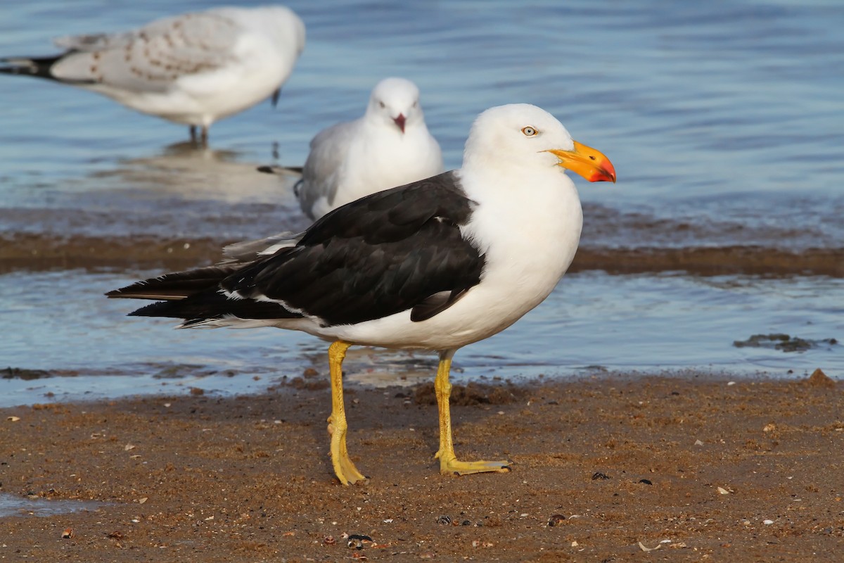Pacific Gull - ML405744441