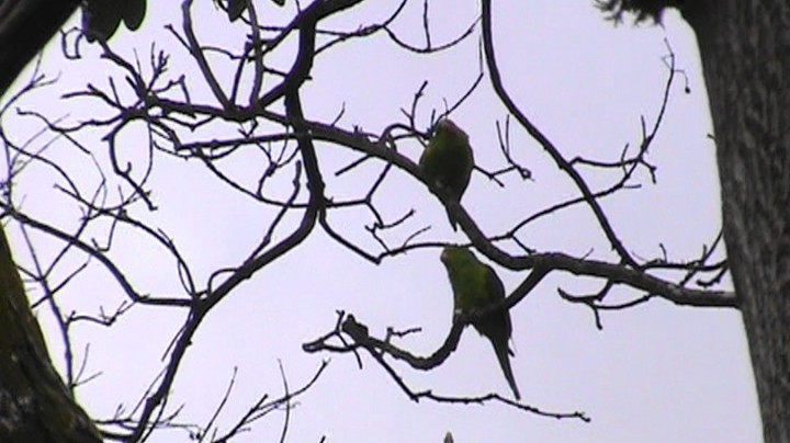 Plain Parakeet - ML405746971