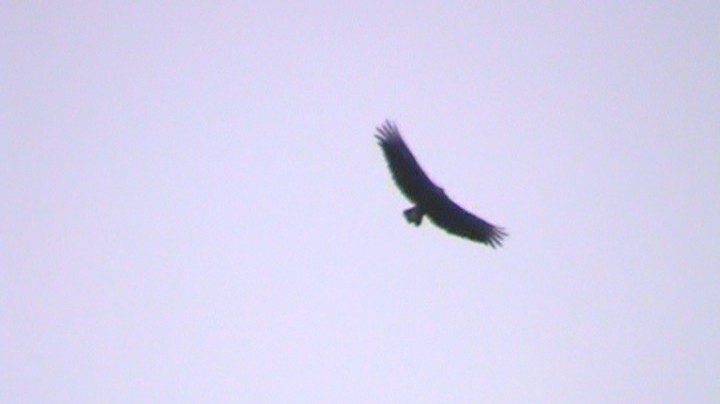 Black Vulture - ML405746991