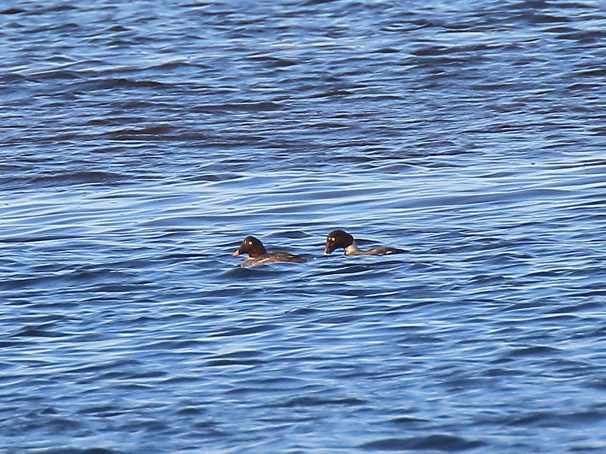 Common Goldeneye - ML405747071