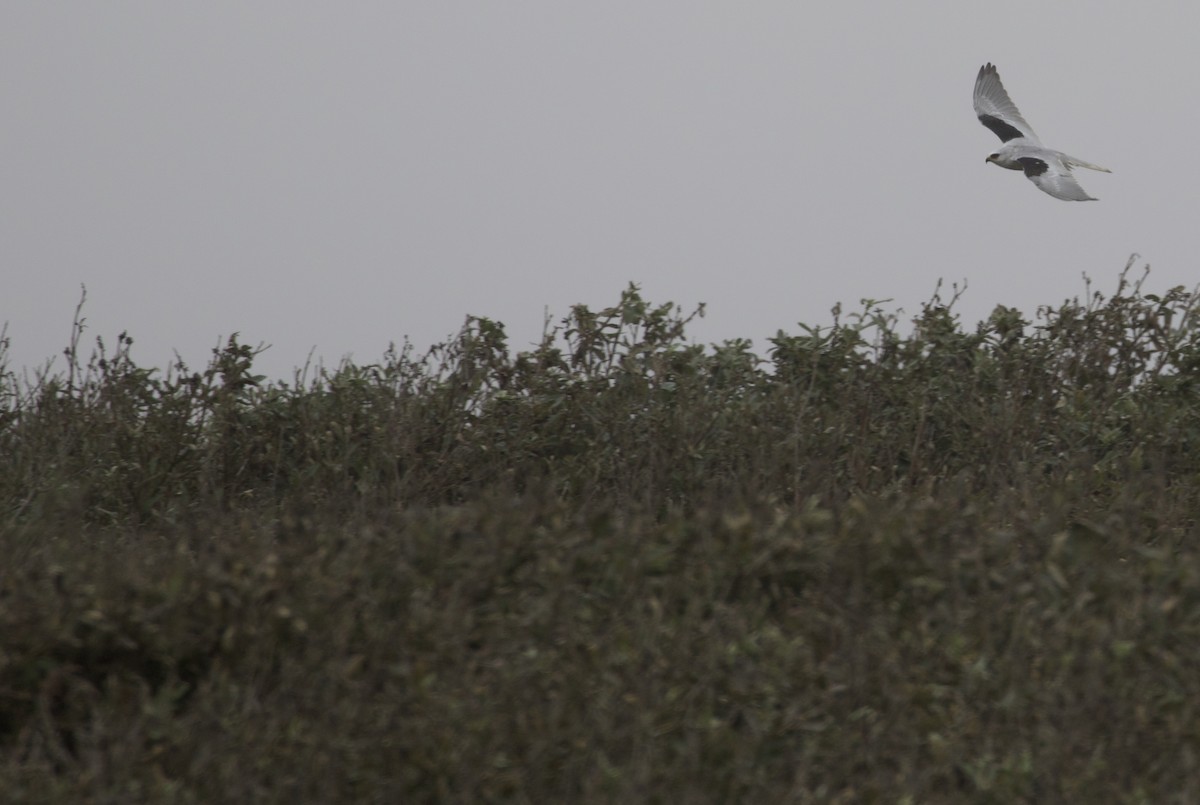 White-tailed Kite - ML405747321