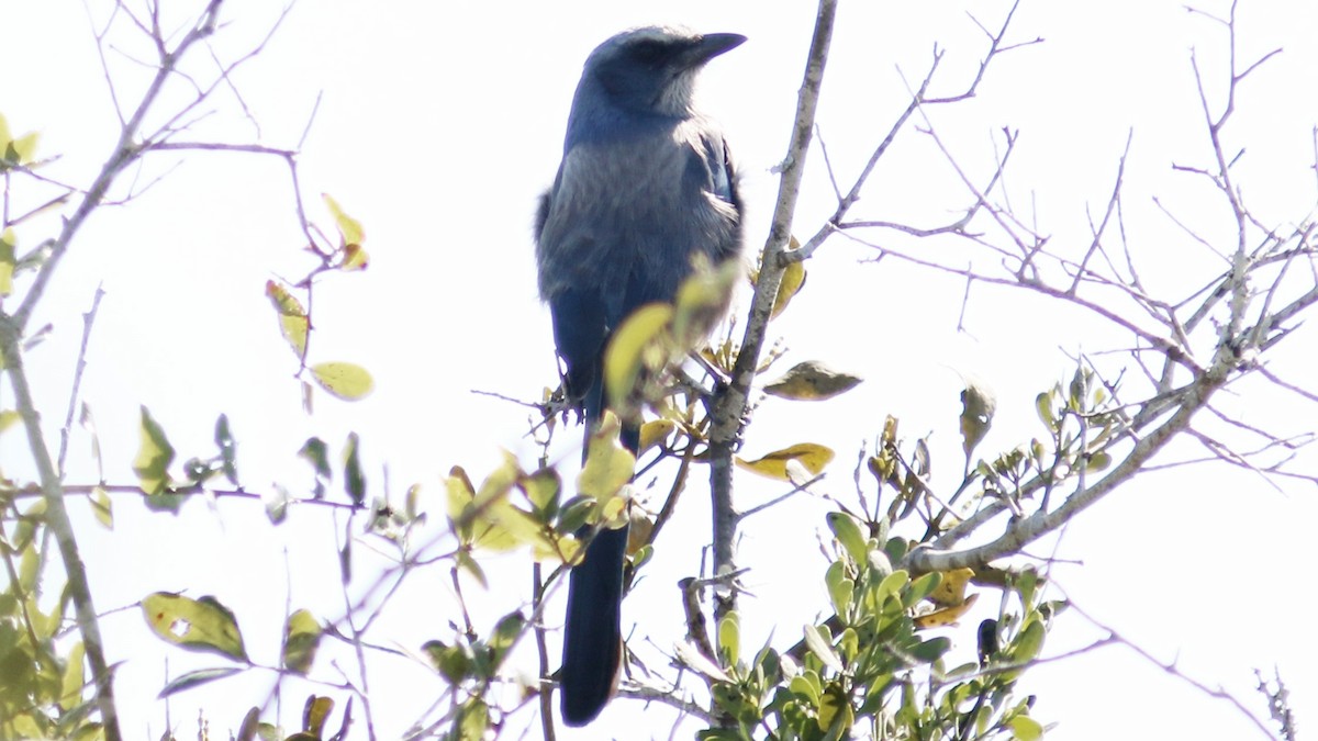 Florida Scrub-Jay - ML405747491