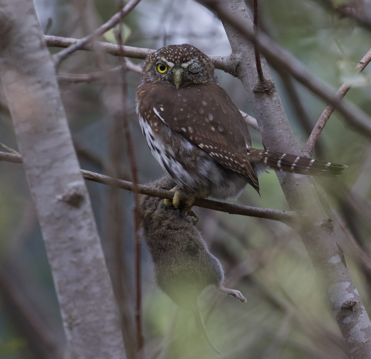 Northern Pygmy-Owl - ML405748411
