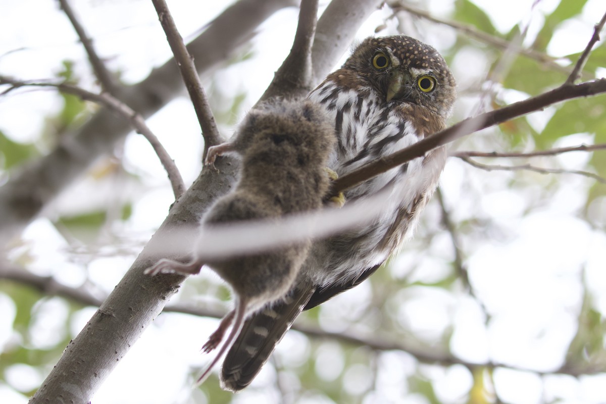 Northern Pygmy-Owl - ML405748421