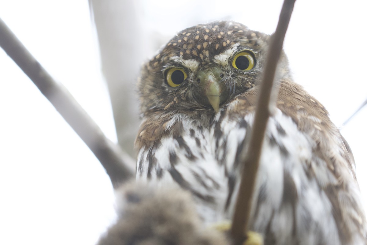 Northern Pygmy-Owl - ML405748431