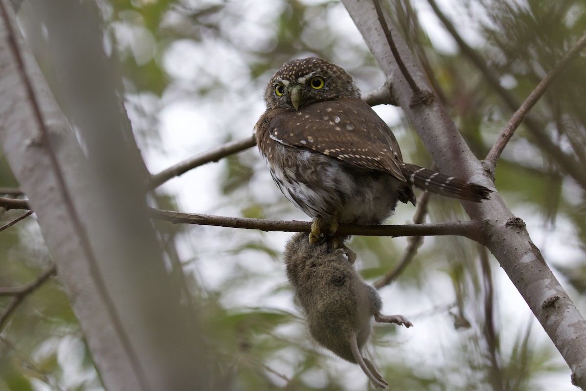 Northern Pygmy-Owl - ML405748441