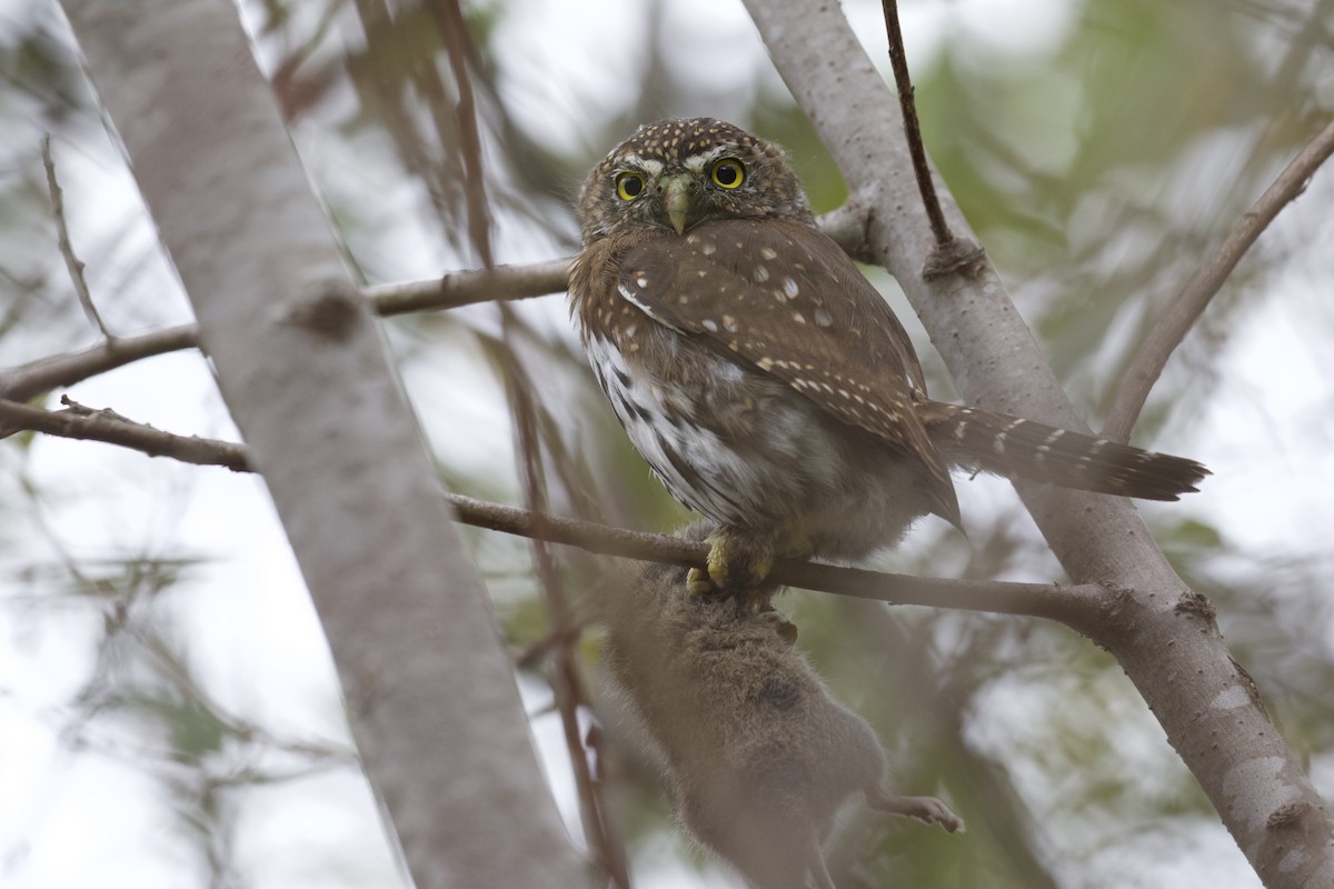Northern Pygmy-Owl - ML405748461