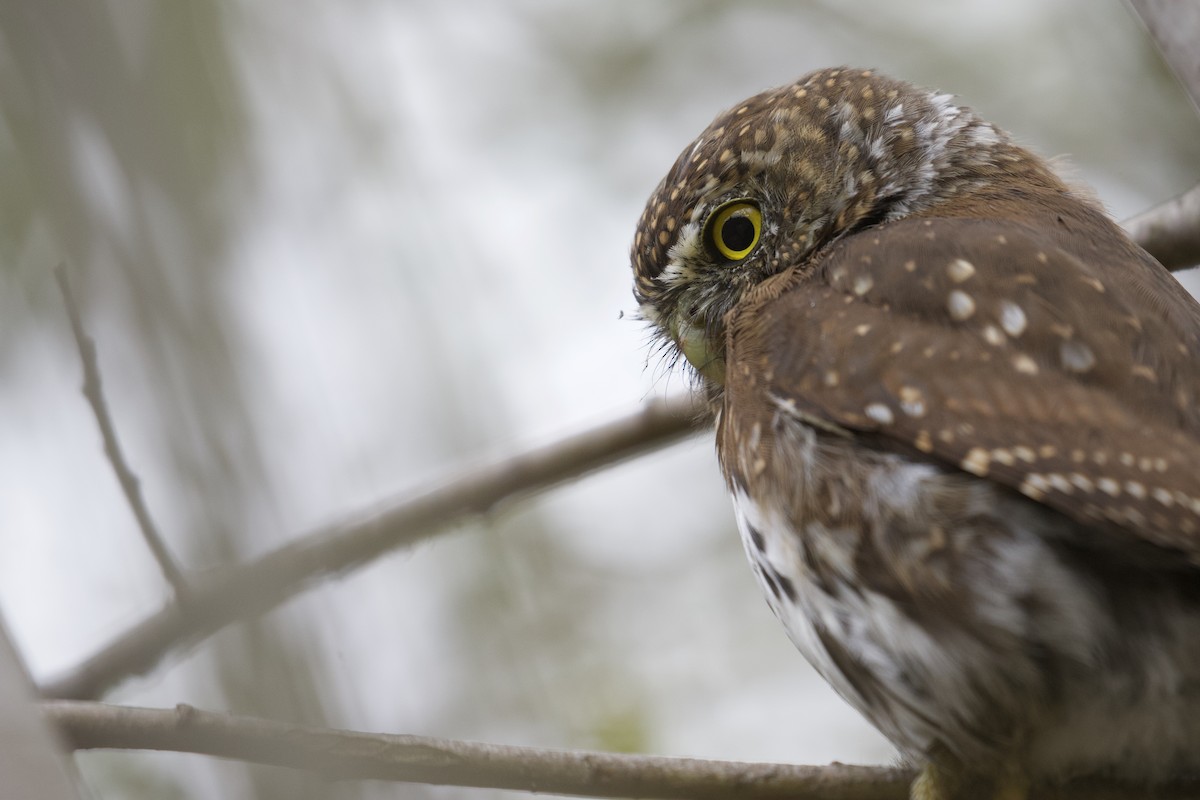 Northern Pygmy-Owl - ML405748471