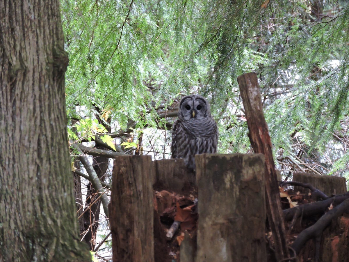 Barred Owl - ML405748571