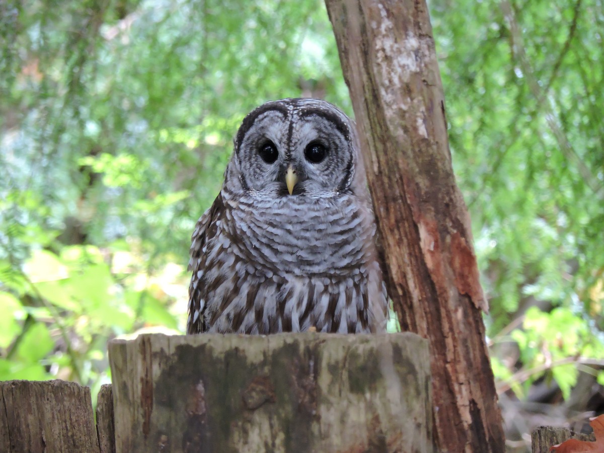 Barred Owl - ML405748581