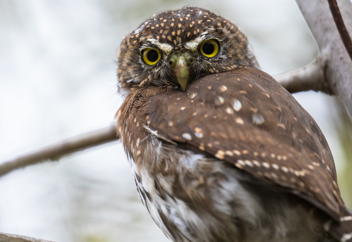 Northern Pygmy-Owl - ML405748721