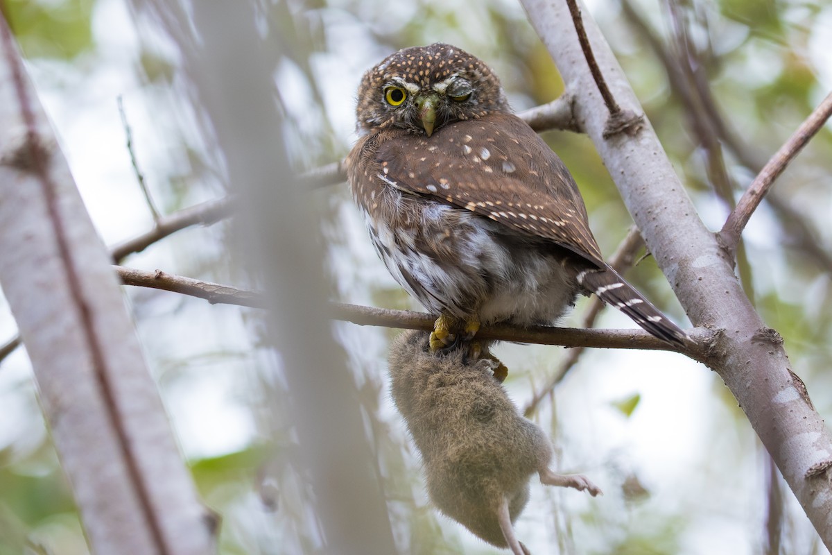 Northern Pygmy-Owl - ML405748731