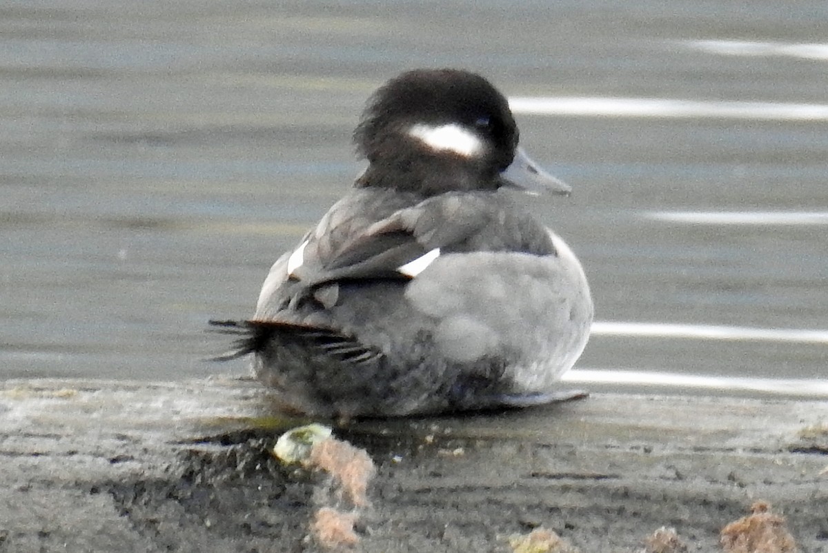 Bufflehead - Jim Scott