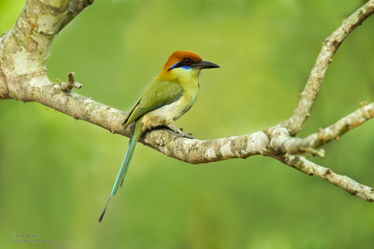 Russet-crowned Motmot - ML405752781