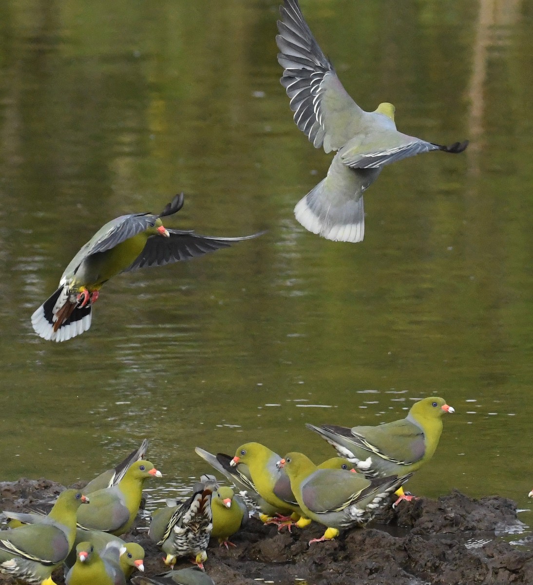 African Green-Pigeon - Theresa Bucher