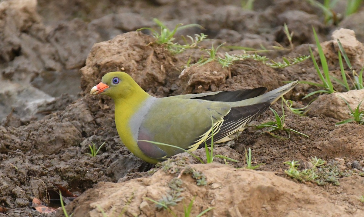 African Green-Pigeon - ML40575411