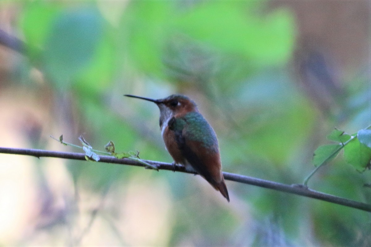 Allen's Hummingbird - ML405754641