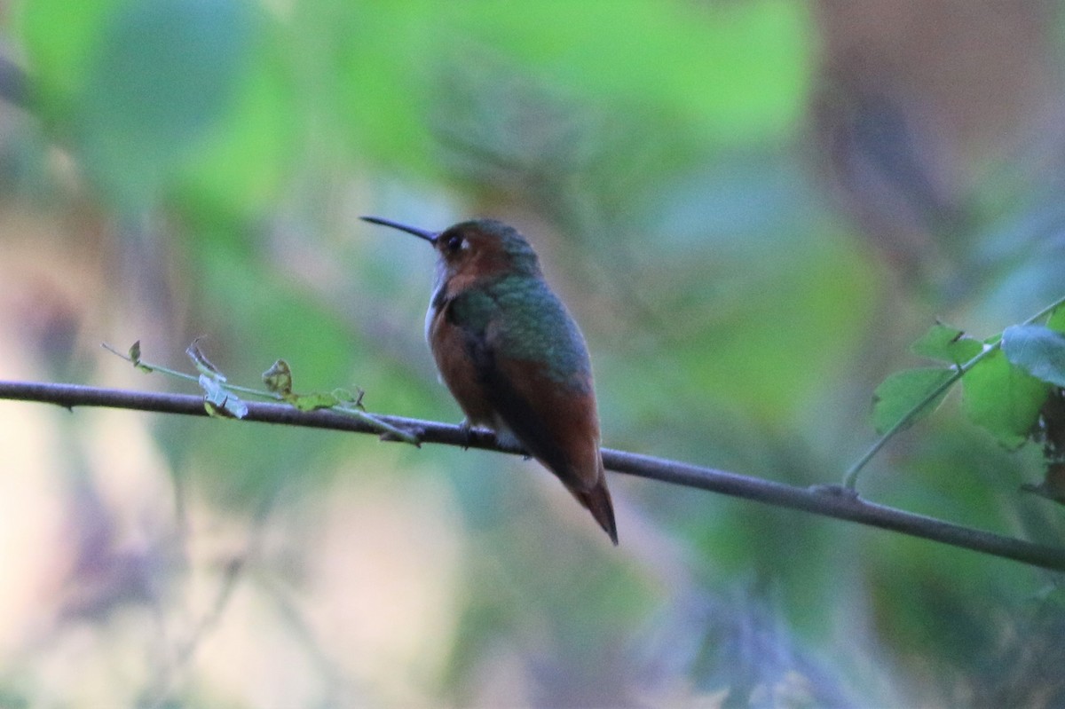 Allen's Hummingbird - ML405754691