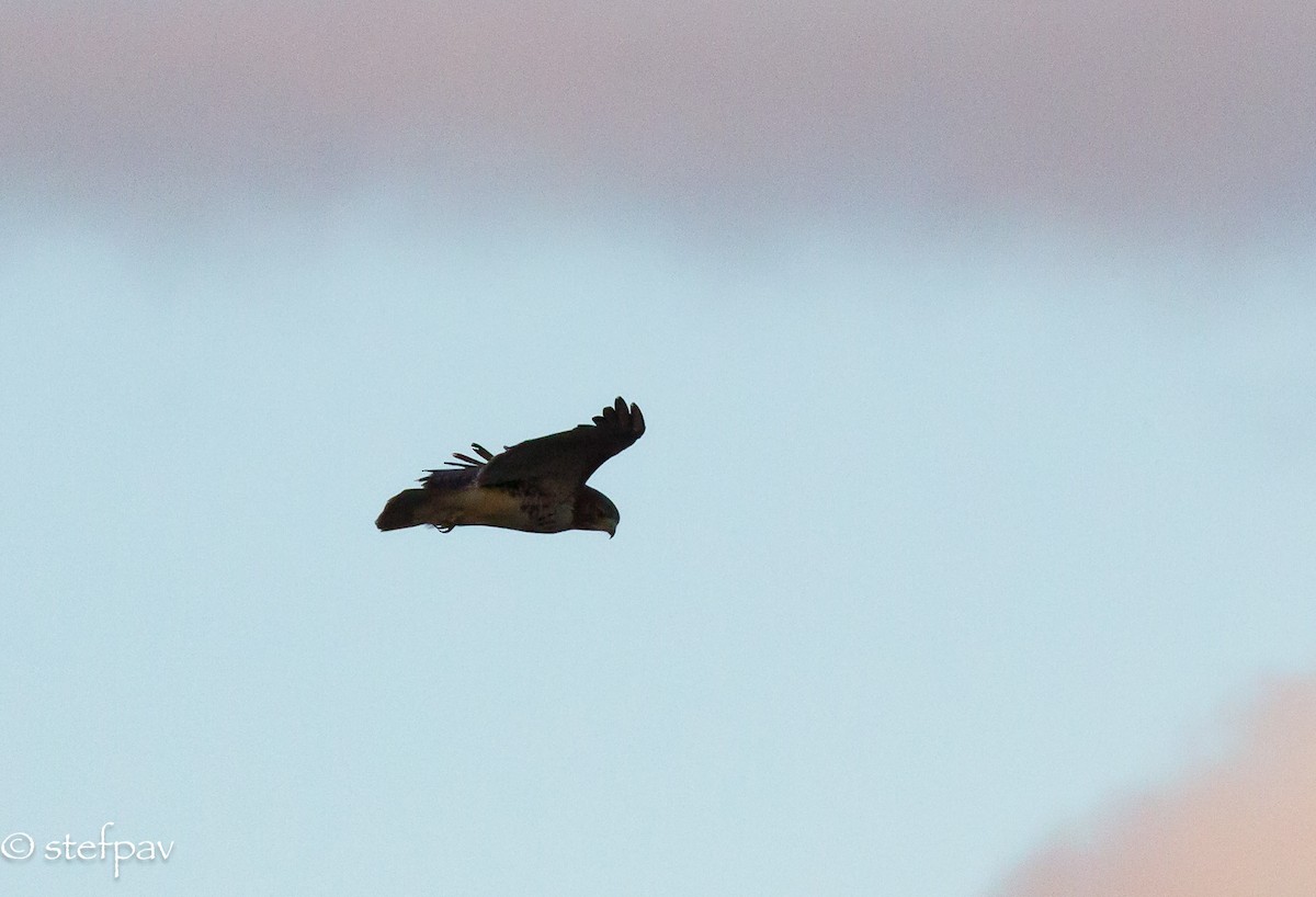Red-tailed Hawk - Stefanie Paventy