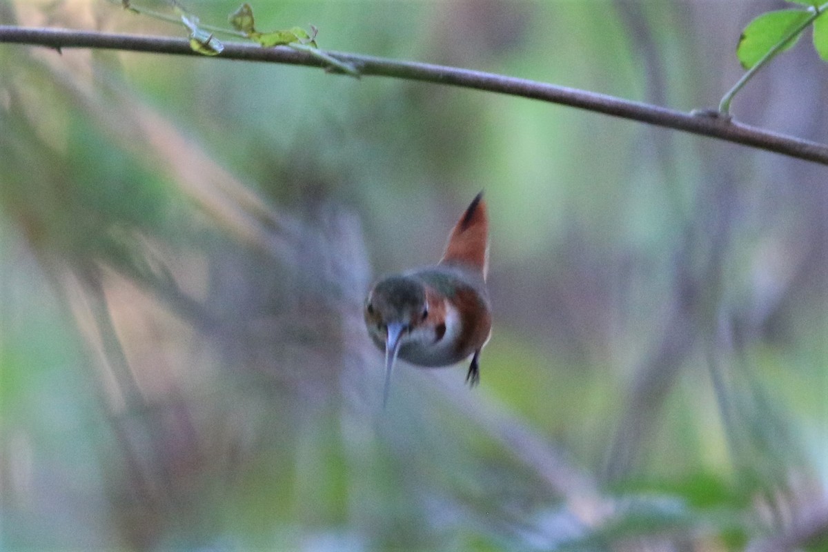 Allen's Hummingbird - ML405754721