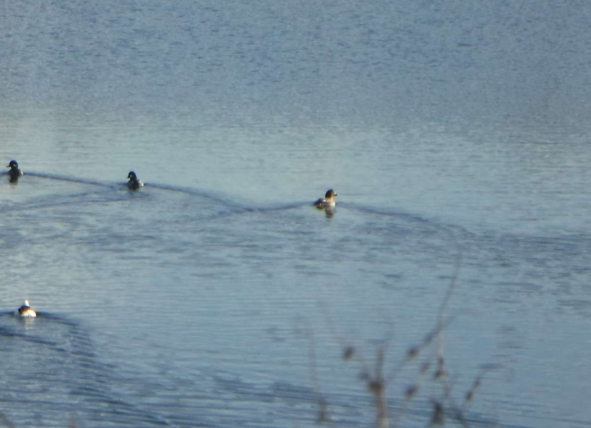 Common Goldeneye - ML405756431