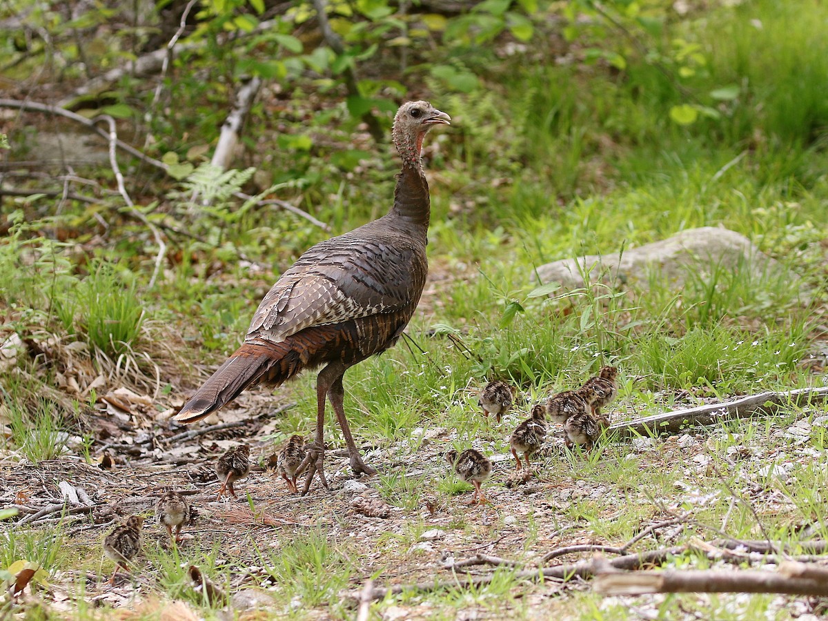 Wild Turkey - ML405757401