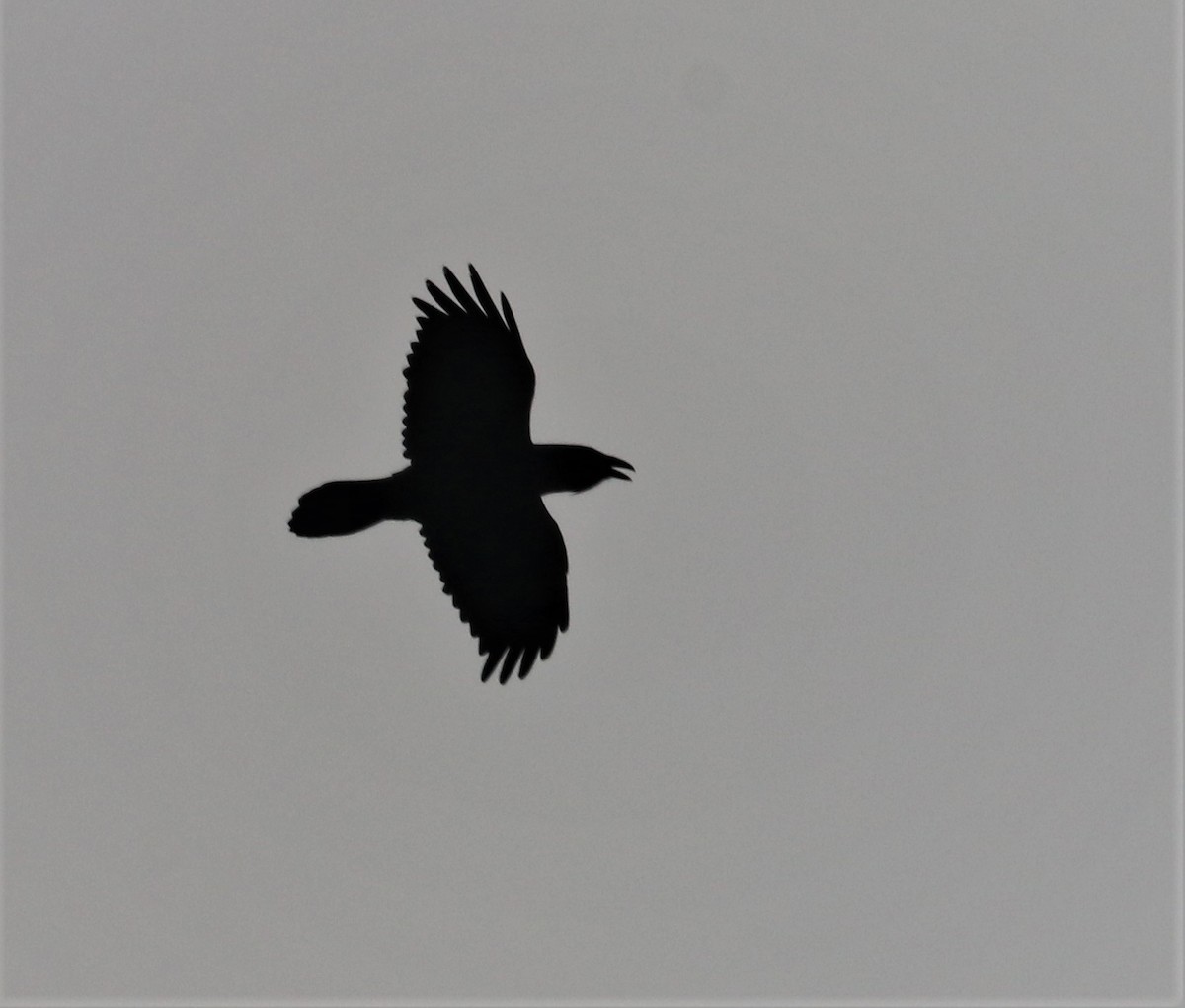 Common Raven - ML405758211