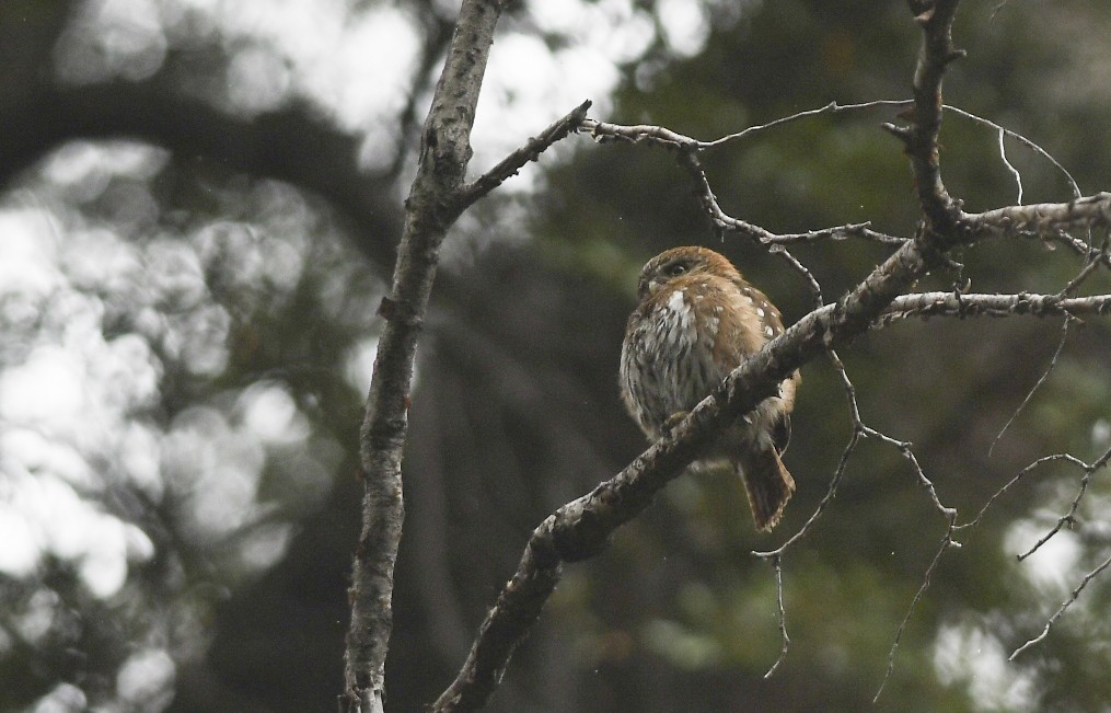 Austral Pygmy-Owl - Giselle Mangini