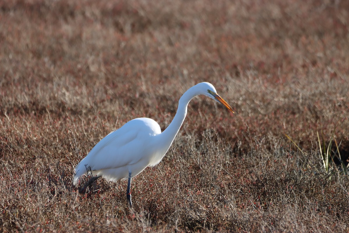 Great Egret - ML405762281