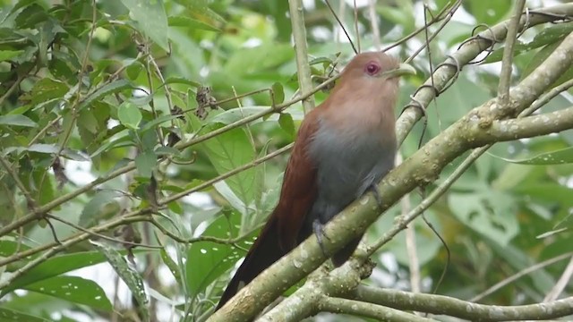 Squirrel Cuckoo - ML405762721