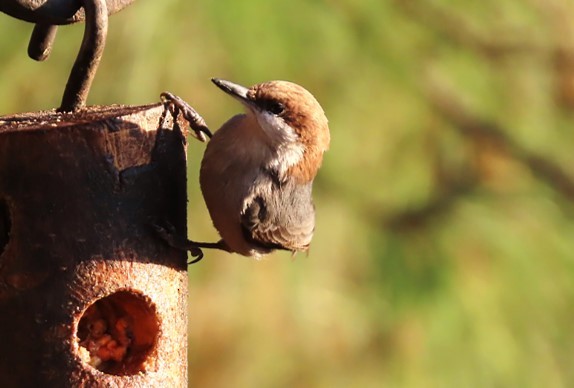 Brown-headed Nuthatch - ML405763021