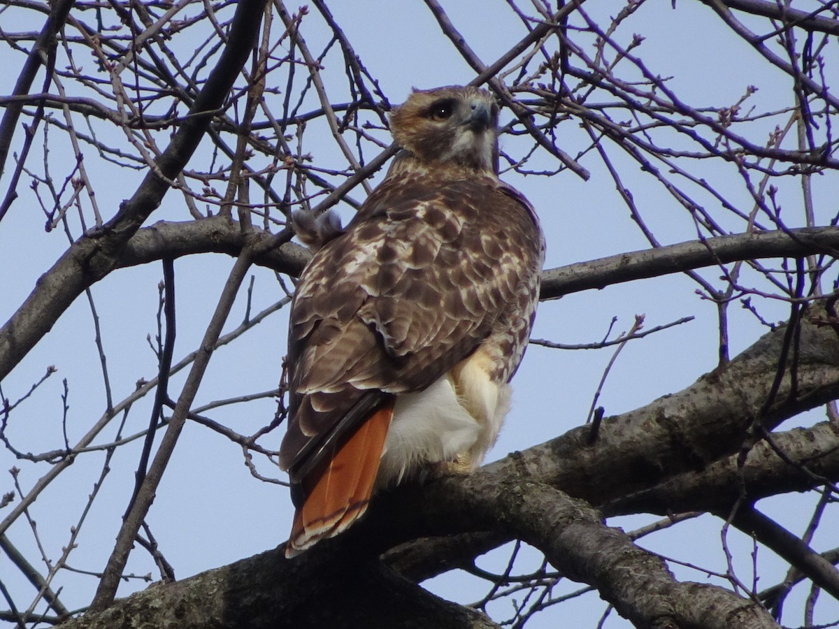 Red-tailed Hawk - ML405763101